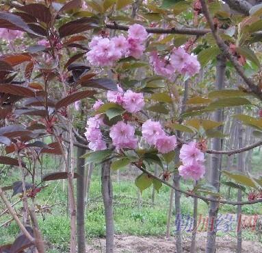 供应:紫叶樱花,紫叶樱花价格,紫叶樱花图片,江苏紫叶樱花,紫