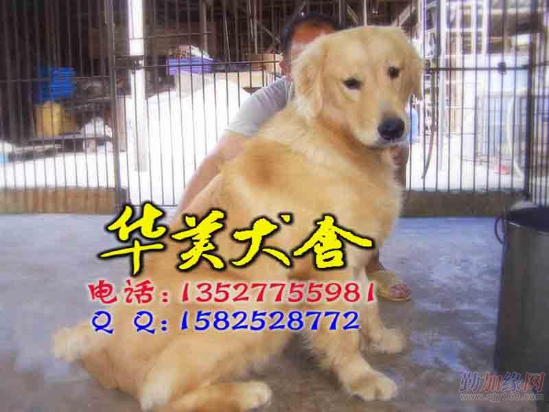 广州金毛犬