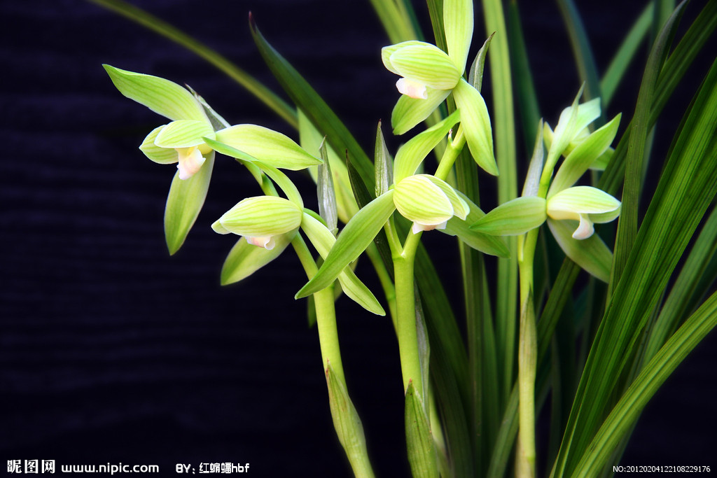 租花 合肥租花 兰花