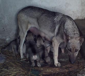 泰安日本纯种狼青犬 狼青犬那里有卖的