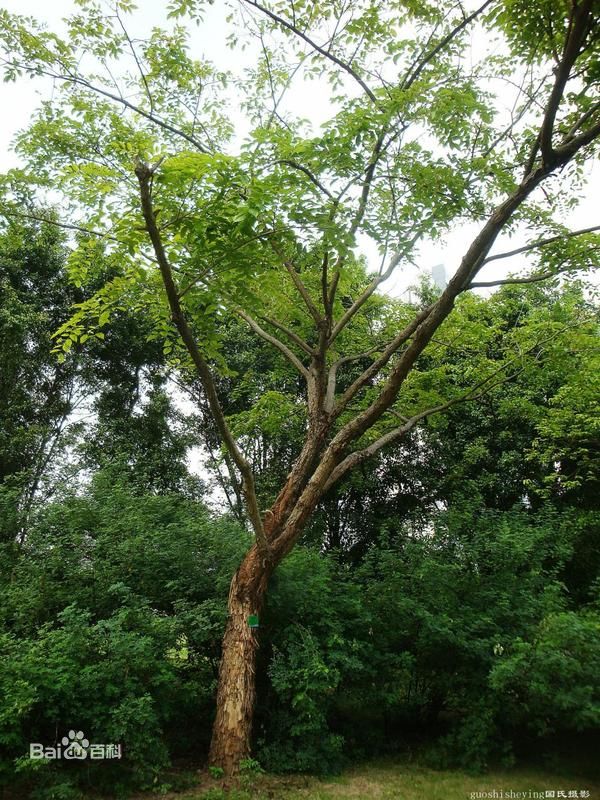 广州进口名贵木材缅甸泰国白花崖豆木东莞港/佛山港报