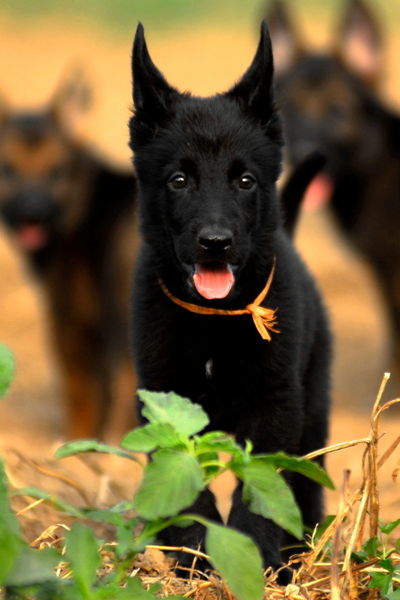 纯正的东德牧羊犬幼犬出售