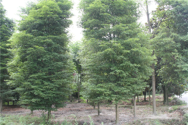 15公分小叶桢楠树产地 桢楠树价格 绿化工程苗木