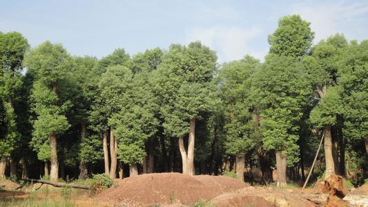 香樟树本种为亚热带地区(西南地区)重要的材用和特种经济树种,根,木材