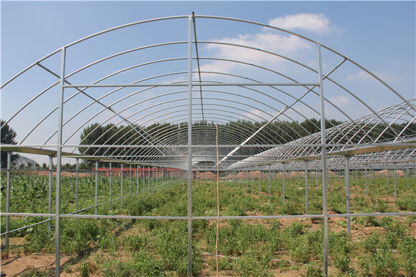 大棚骨架建造厂家博爱县纹络型温室香菇大棚建设成本图片 博爱县图片