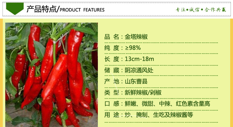 供应金塔辣椒 新鲜辣椒 辣度*** 口感好 大量上市