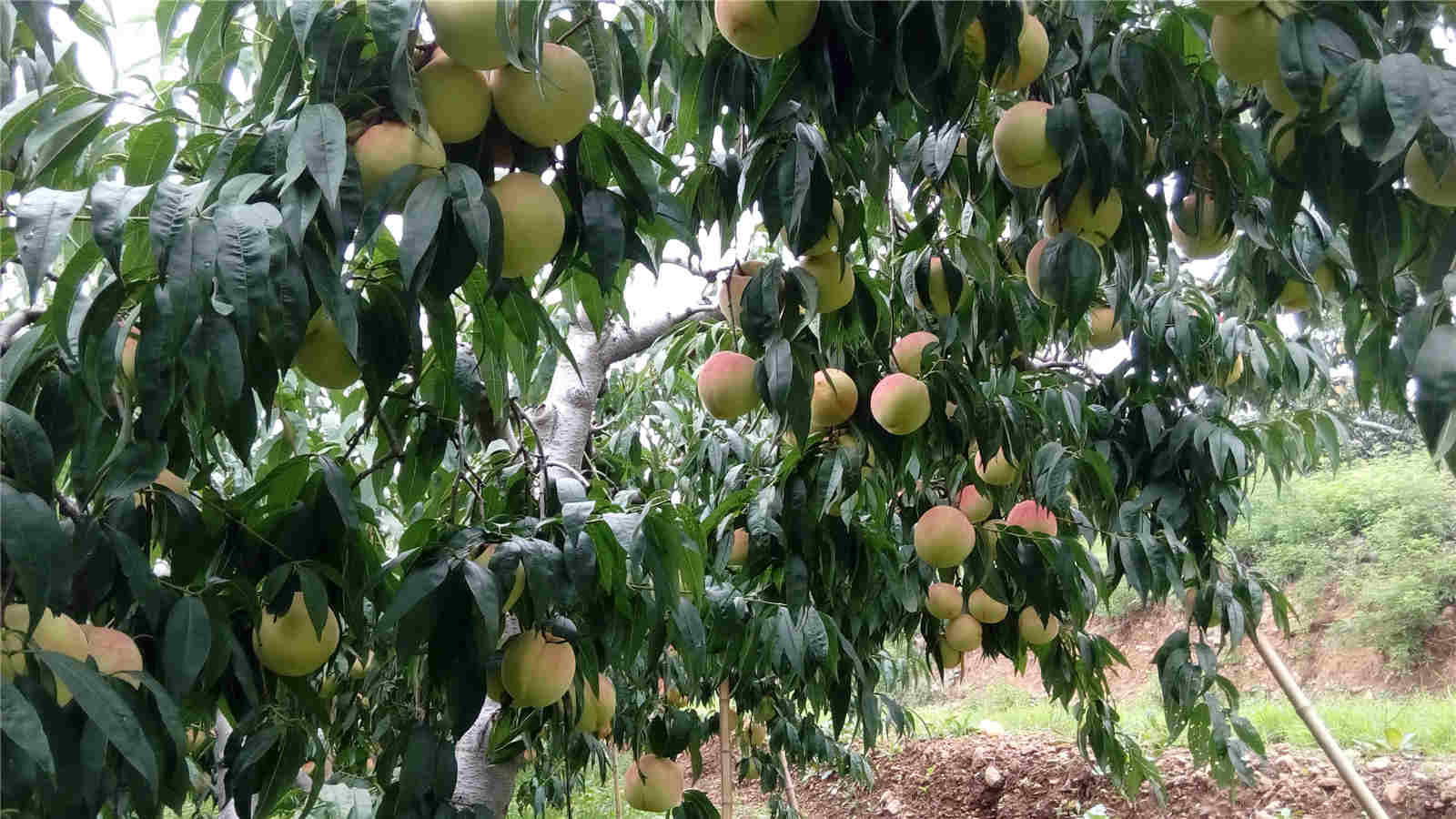 永莲蜜桃厂家批发 泰安永莲蜜桃繁育基地