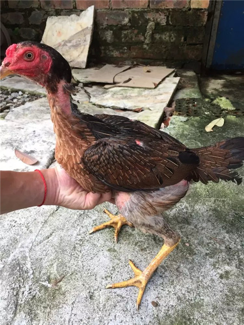 农业 特种养殖动物 特种珍禽 出售6-7个月左右嫩鸡  斗鸡具有较高的