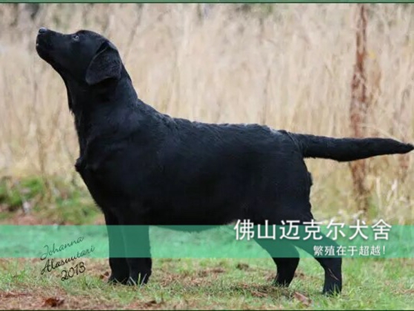 广州拉布拉多犬舍【迈克尔犬舍】专业养殖拉布拉多犬