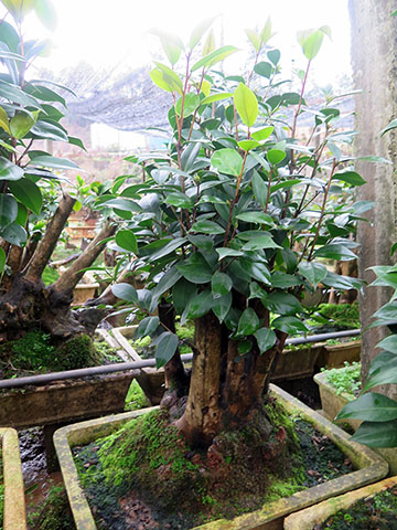 茶花古桩 油茶树嫁接山茶花全国服务中心