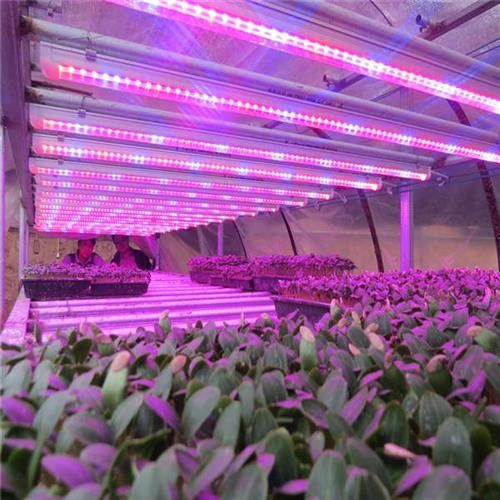 植物补光灯_鑫龙海植物灯_led 植物 补光灯图片 led 植物 补光灯图片