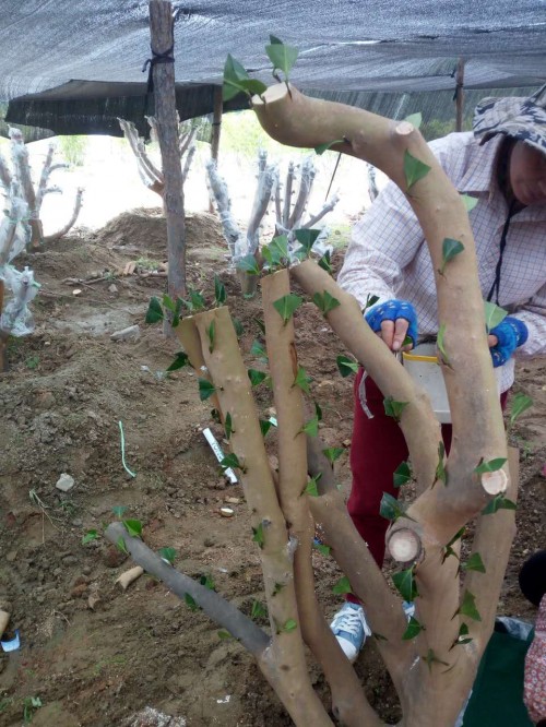 承接低产油茶林嫁接茶花园项目工程,油茶树嫁接山茶花