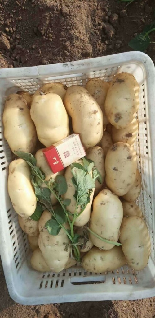 山东土豆产地批发价格土豆今日市场行情