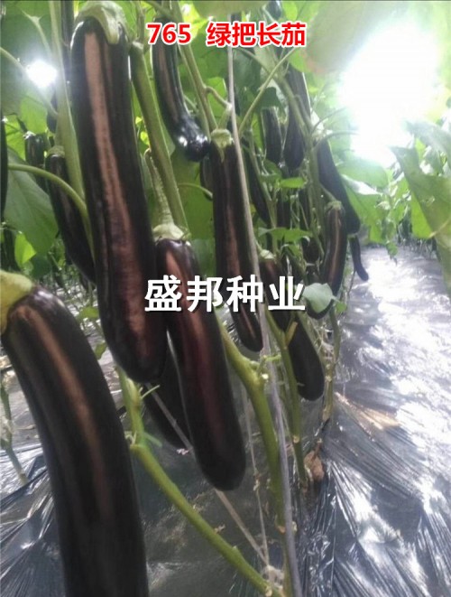 茄子——布利塔, 765,701,黑帅; 大龙 ; 黑宝,快圆 冰草——南非***