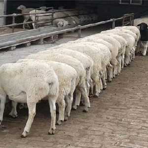 梁山�h多胎肉羊�模�B殖�鲂∥埠�羊杜泊�d羊澳洲白羊