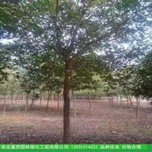 鑫贸直售五角枫苗  廊坊行道树养殖基地  行情好的树种