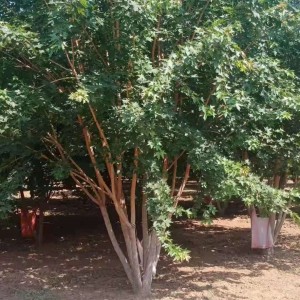 太原花卉苗木批发 好养的五角枫树存活率 大型苗木批发基地