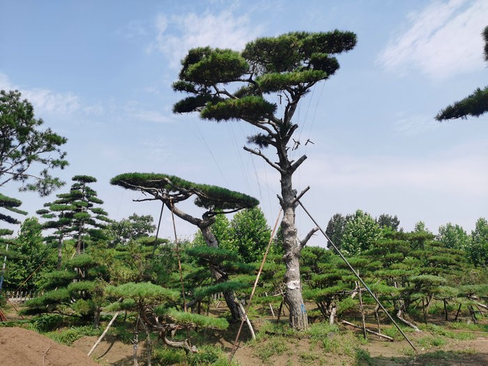 山东造型松,山东造型黑松,山东造型油松,山东赤松