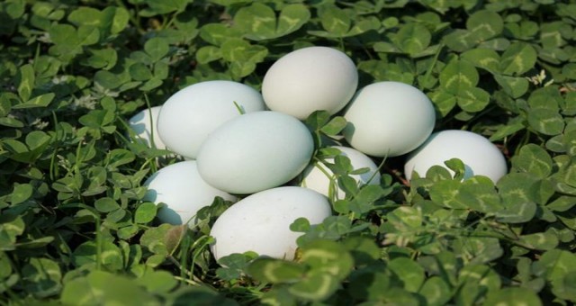 绿壳鸡蛋市场价格绿壳鸡蛋多少钱一斤