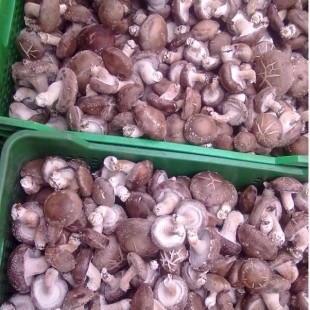 香菇多少钱一斤,鲜香菇东北价格