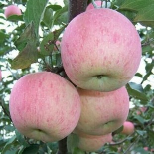 山东冷库红富士苹果多少钱一斤