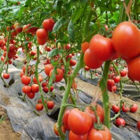 供應進口粉冠一號-早熟番茄種子