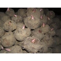 供應陜西漢中30-300克雜交高產二代魔芋種子